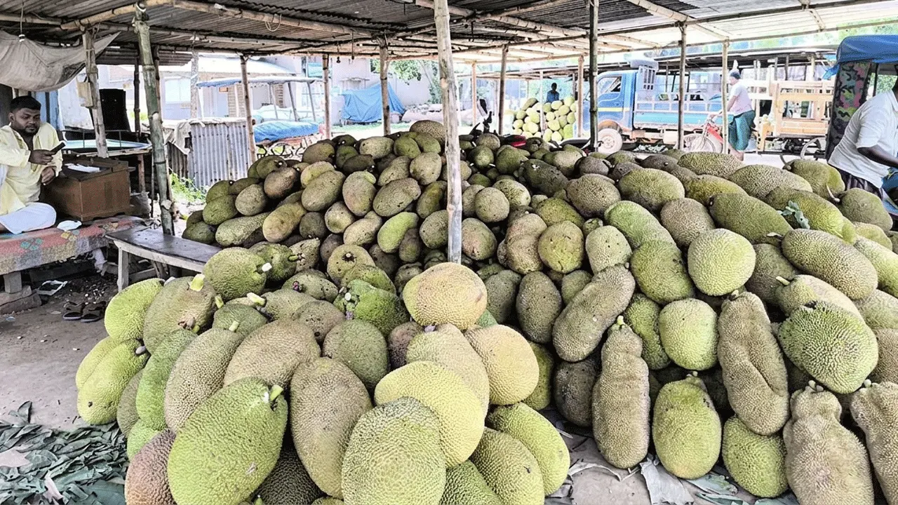ময়মনসিংহে কাঁঠালের বাম্পার ফলন, ন্যায্যমূল্য থেকে বঞ্চিত কৃষক