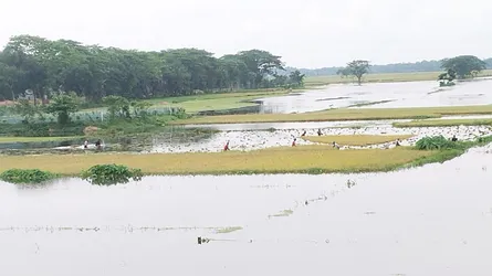 নান্দাইলে বৃষ্টির পানিতে তলিয়ে গেছে ধান, দিশেহারা কৃষক