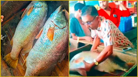 হাতিয়ায় জেলের জালে ৩৩ কেজি ওজনের ২টি কোরাল, ৪৬ হাজার টাকায় বিক্রি
