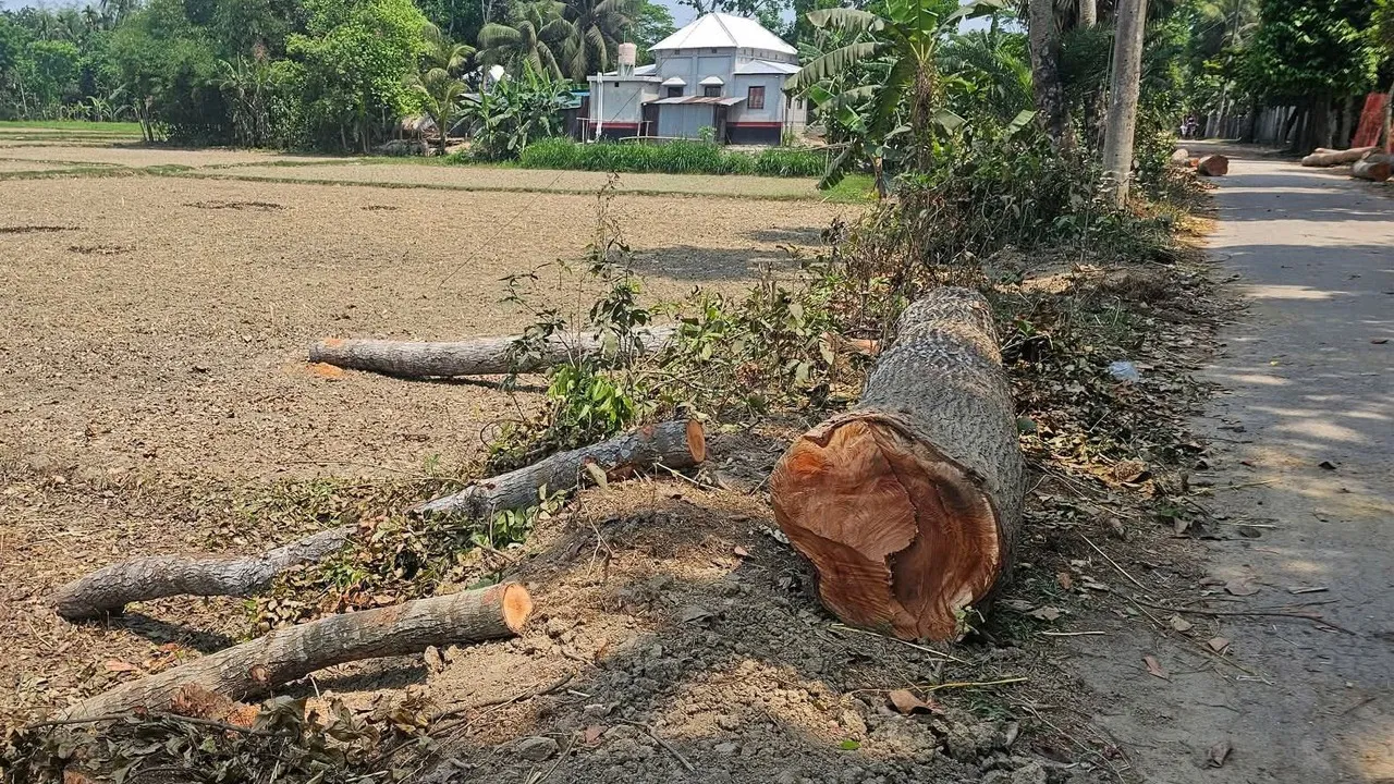 নগরকান্দায় অবৈধভাবে সরকারি রাস্তার গাছ কাটার অভিযোগ