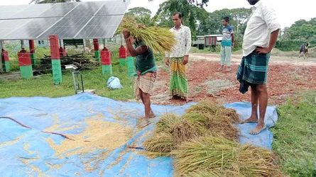 নান্দাইলে সৌর বিদ্যুৎ সেচে বোরো ধানের বাম্পার ফলন