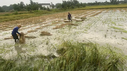 নাঙ্গলকোটে বৃষ্টির পানিতে ভাসছে কৃষকের পাকা ধান