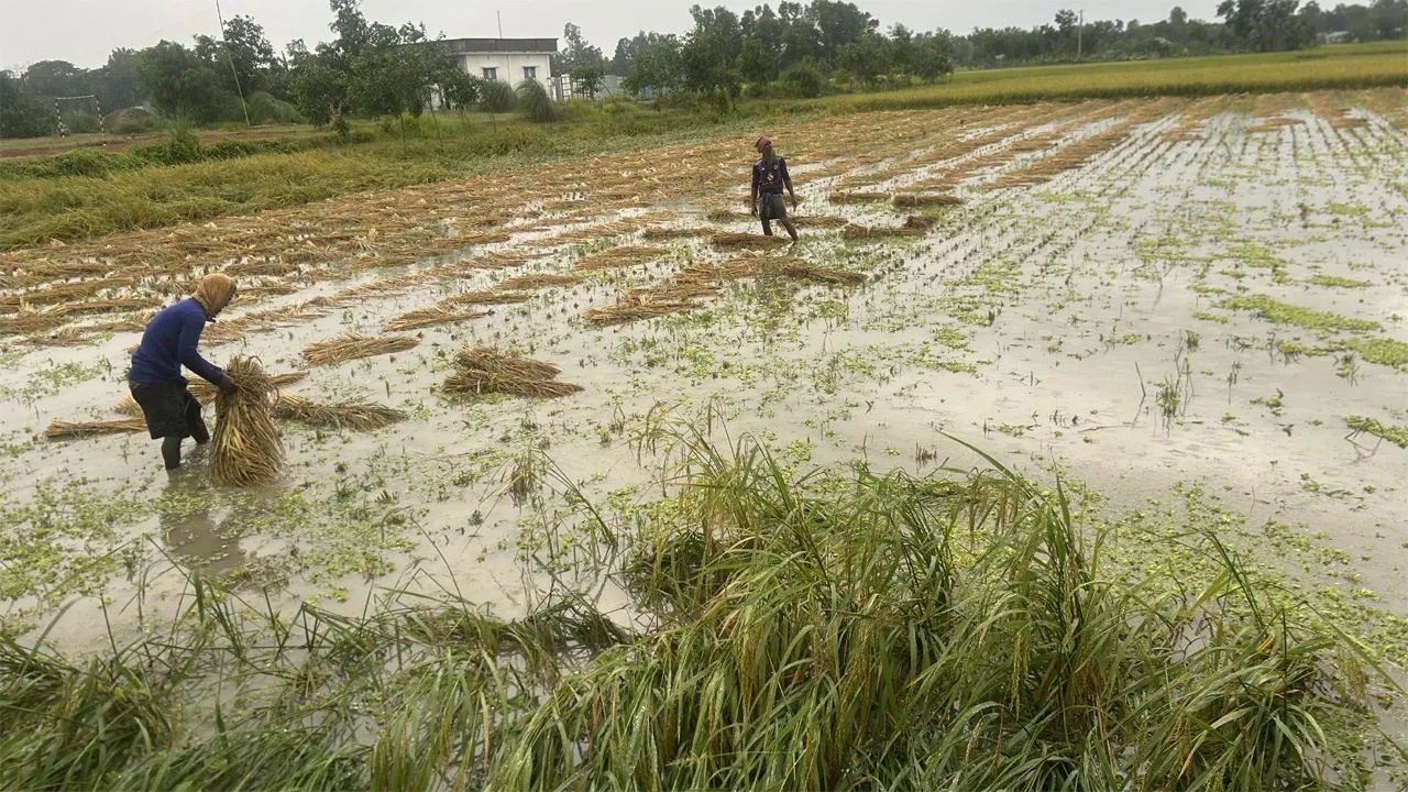 নাঙ্গলকোটে বৃষ্টির পানিতে ভাসছে কৃষকের পাকা ধান