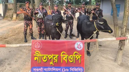 পোরশায় ভারতীয় মহিষ আটক