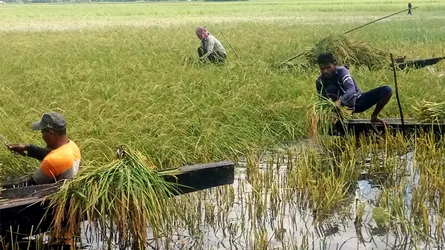 ২০ বছর পর লবণাক্ত জমিতে ধান চাষ, উচ্ছ্বসিত কৃষক