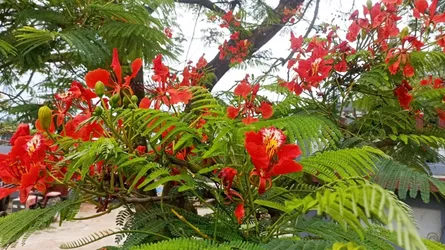 রক্তিম কৃষ্ণচূড়ায় সেজেছে চিত্রা পাড়ের জেলা নড়াইল