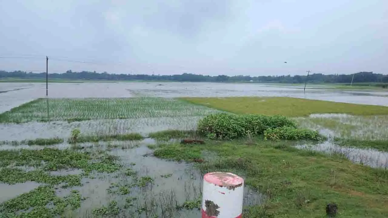 লোহাগড়ায় অতিবর্ষণে তলিয়ে গেছে ফসলি জমি