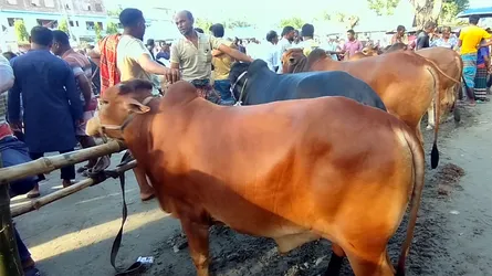নড়াইলে জমে উঠেছে কোরবানির পশুর হাট