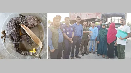 সোনারগাঁওয়ে বিলুপ্তপ্রায় বন্যপ্রাণী ‘তক্ষক’ উদ্ধার, আটক ২
