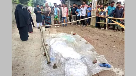 ফোনে কথা বলছিলেন চালক, ট্রাকচাপায় প্রাণ গেল বৃদ্ধের