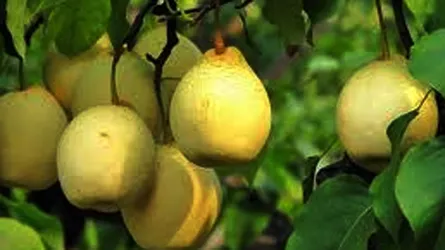 নাশপাতির উপকারিতা