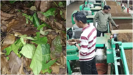 পচে নষ্ট চা পাতা, লোকসানর মুখে ন্যাশনাল টির আড়াই কোটি টাকা