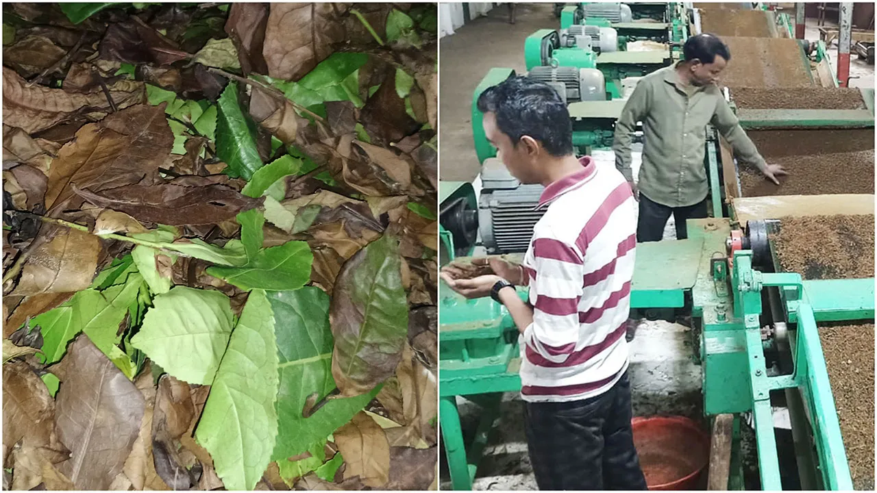 পচে নষ্ট চা পাতা, লোকসানর মুখে ন্যাশনাল টির আড়াই কোটি টাকা