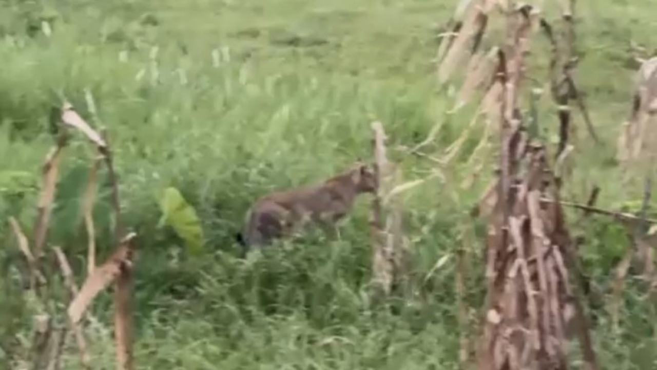 Natore-fox