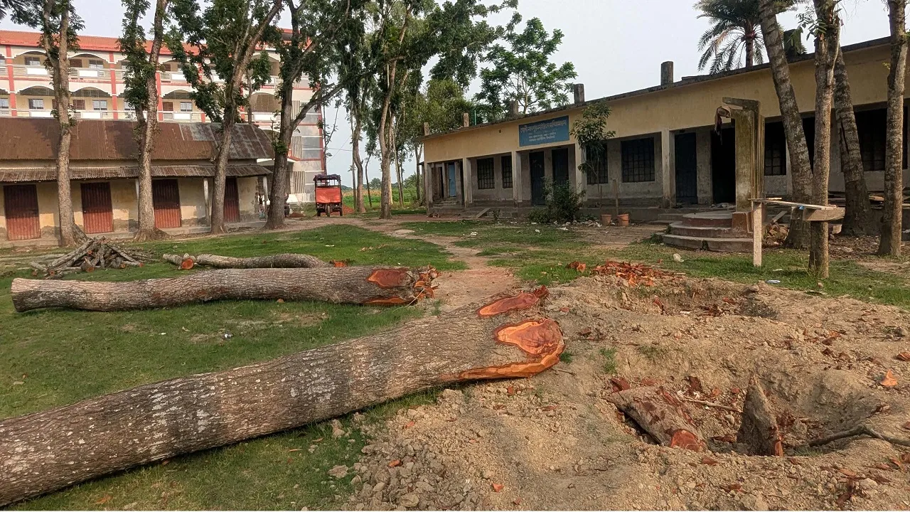 নাটোরে টেন্ডার ছাড়াই নামমাত্র মূল্যে মাদরাসার ১১টি গাছ কাটার অভিযোগ