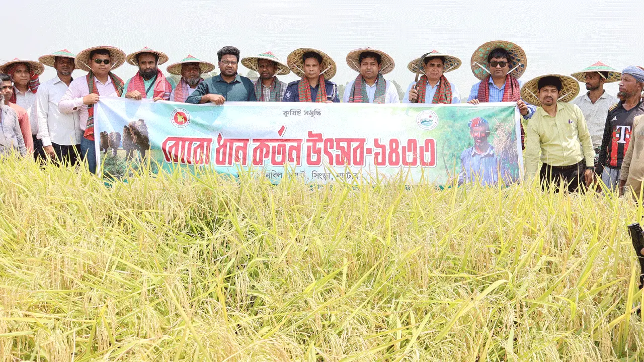 সিংড়ায় বোরো ধান কাটা উৎসব
