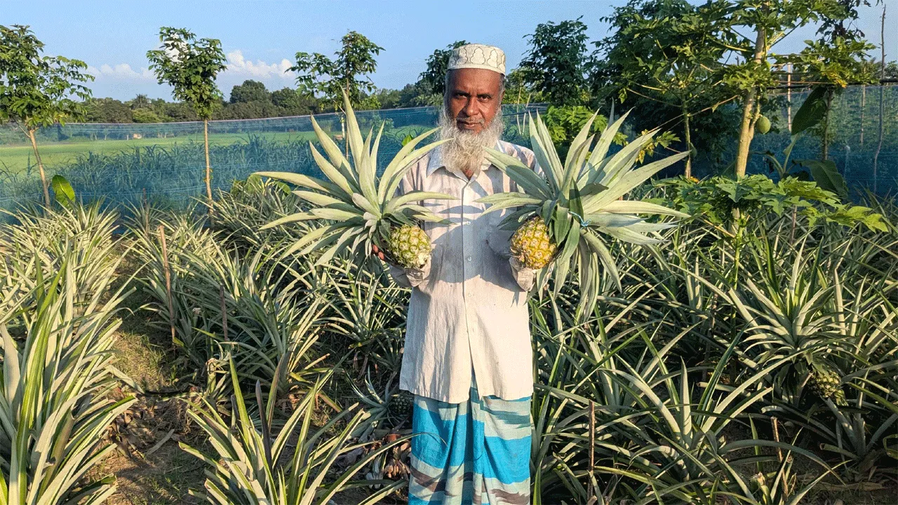 বড়াইগ্রাম সমতলে বাণিজ্যিকভাবে আনারস চাষে সফলতা