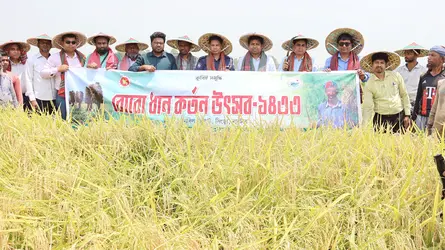 সিংড়ায় বোরো ধান কাটা উৎসব