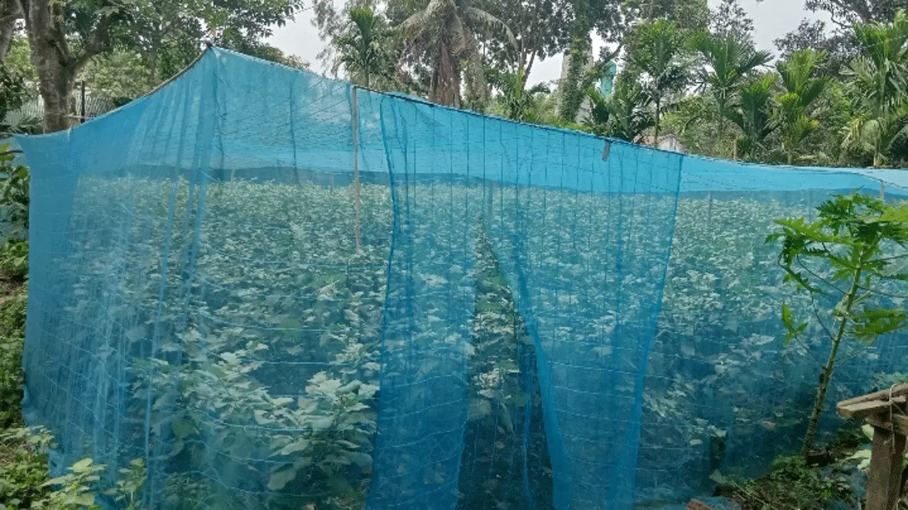 নেট পদ্ধতিতে কীটনাশকমুক্ত বেগুন চাষে কৃষকের সফলতা