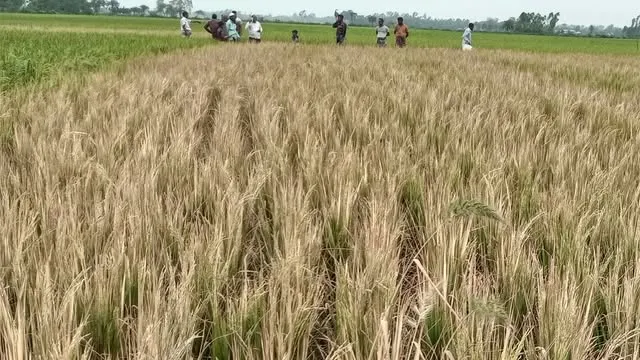 রাণীনগরে আগাছানাশক ছিটিয়ে জমির ধানগাছ নষ্ট