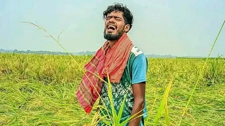 বৃষ্টিতে তলিয়ে যাচ্ছে পাকাধান, মণ প্রতি দাম ৫০০ থেকে ৭০০ টাকা