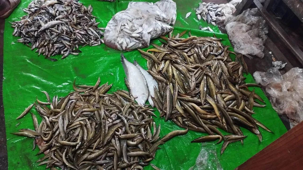 হাওর থেকে হারিয়ে যাচ্ছে দেশীয় মিঠাপানির মাছ, বাড়ছে উদ্যোগ