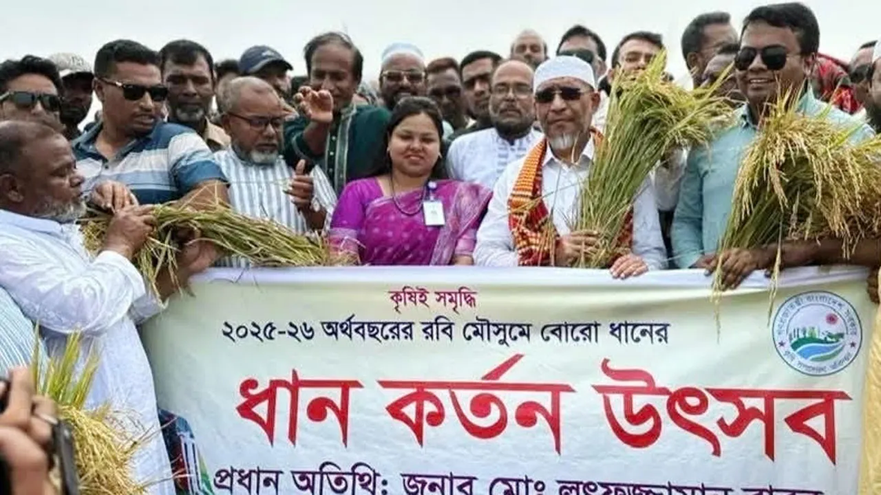 হাওরে ধান কাটা উৎসবের উদ্বোধন করলেন বাবর
