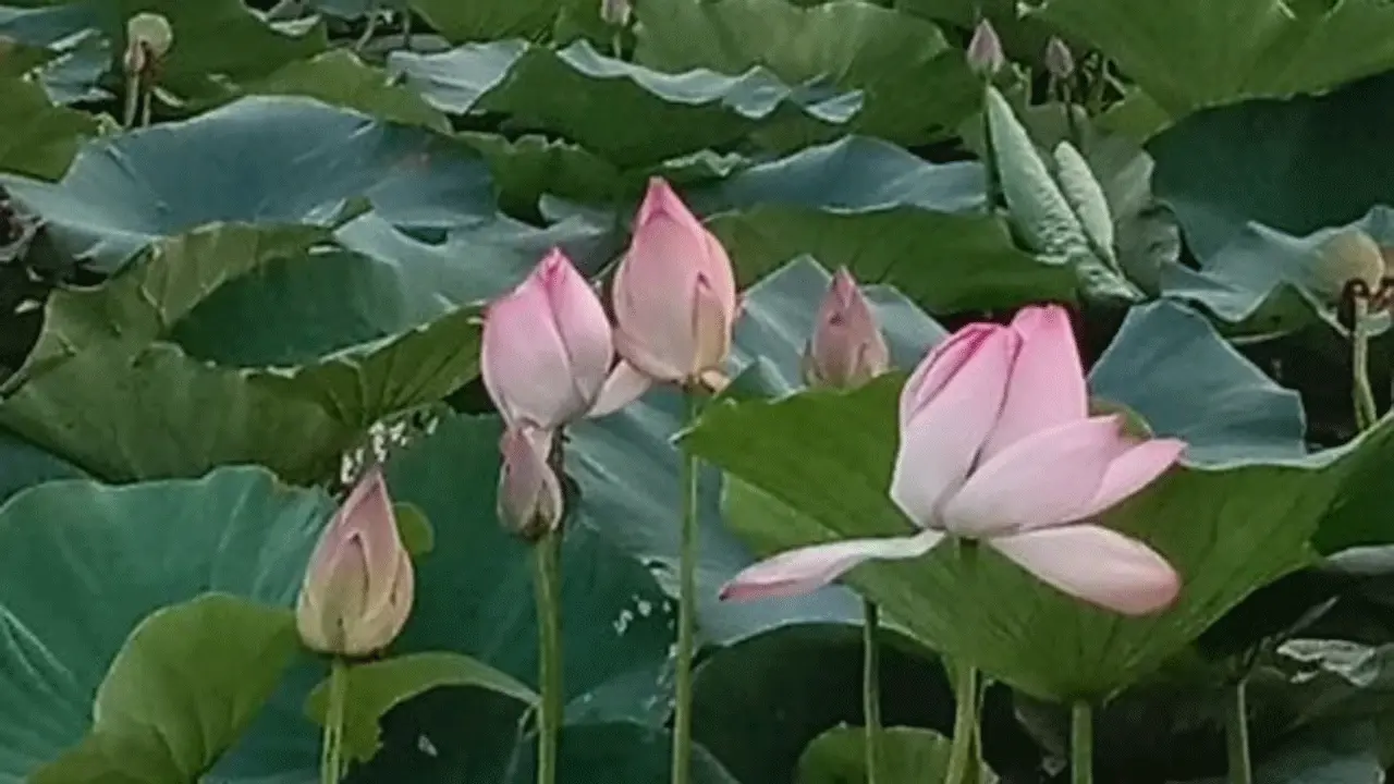 কেন্দুয়ার দাঁড়াইল বিলে পদ্মফুলের রাজত্ব