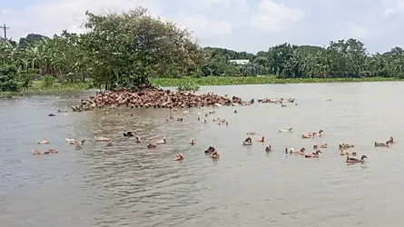 মাছ কমেছে হাওরে, হাঁস পালনেই ঘুরছে বহু পরিবারের ভাগ্যের চাকা