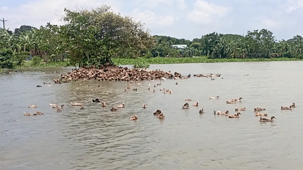 মাছ কমেছে হাওরে, হাঁস পালনেই ঘুরছে বহু পরিবারের ভাগ্যের চাকা