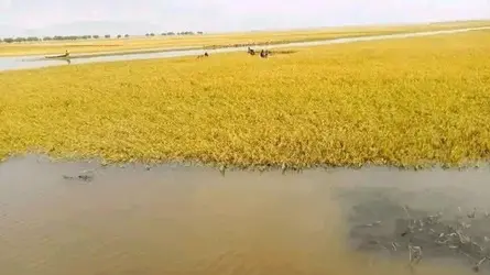 বৃষ্টিতে তলিয়ে যাচ্ছে বোরো ধান, লোকের অভাবে কাঁদছে ডিঙ্গাপোতা
