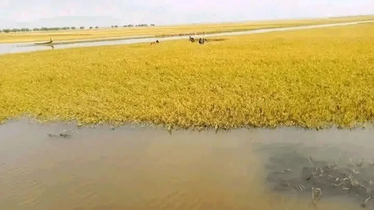 বৃষ্টিতে তলিয়ে যাচ্ছে বোরো ধান, লোকের অভাবে কাঁদছে ডিঙ্গাপোতা