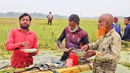 নেত্রকোনায় হাওরের পানিতে বোর ধান