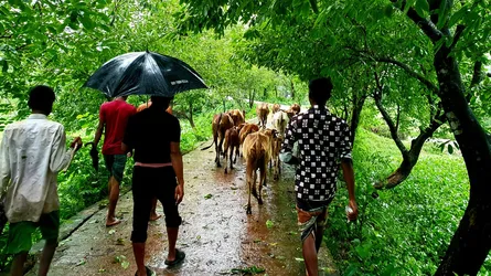 কিশোরগঞ্জ হাওরে ঝড়ো বাতাসে বিদ্যুৎ বিচ্ছিন্ন