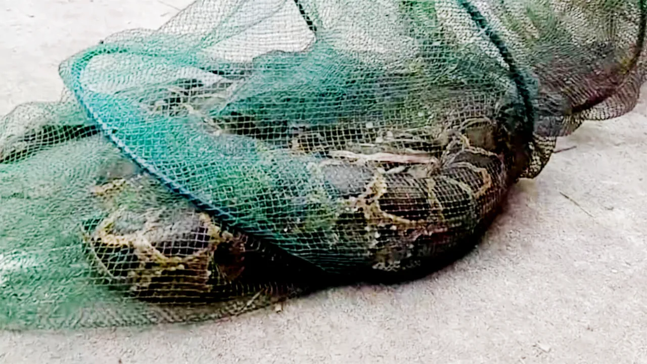 মাছ নয়, জালে উঠল ৭ ফুটের অজগর