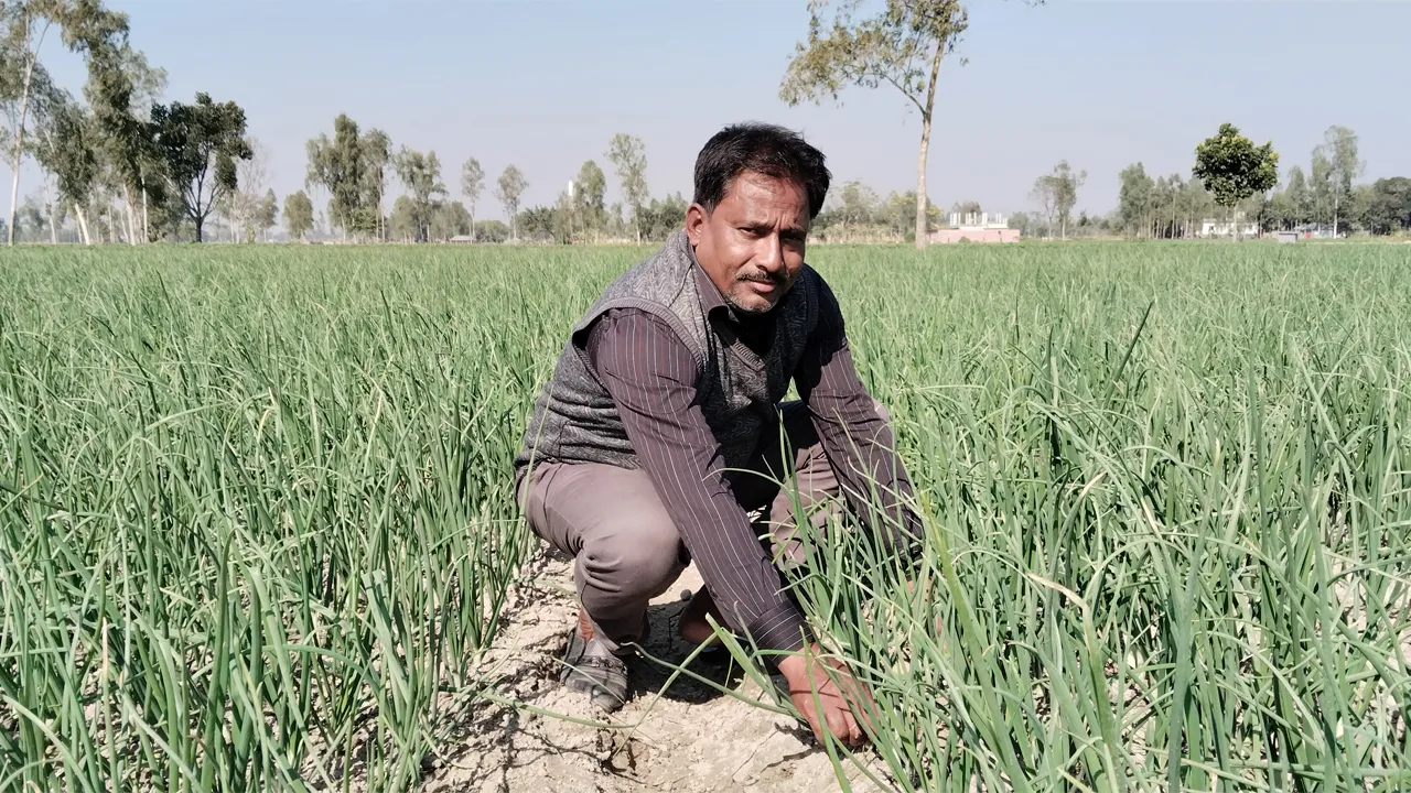 সৈয়দপুরে পেঁয়াজ চাষে তাক লাগিয়ে দিয়েছেন ইউপি মেম্বার