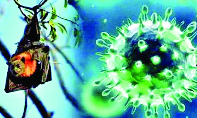 আবার নিপাহ ভাইরাস : সতর্ক হোন