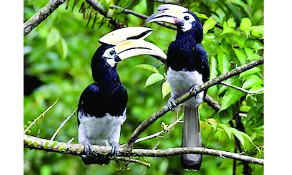 দুর্লভ আবাসিক পাখি পাকড়া ধনেশ
