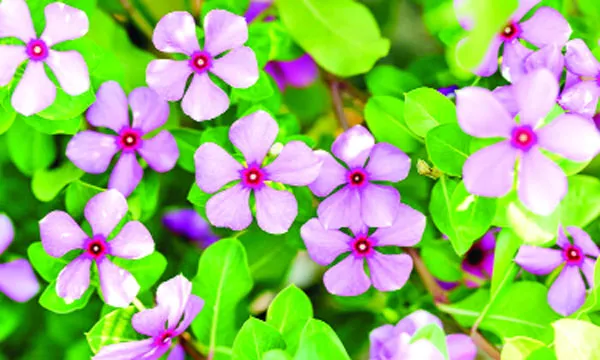 নয়নতারার সৌন্দর্য