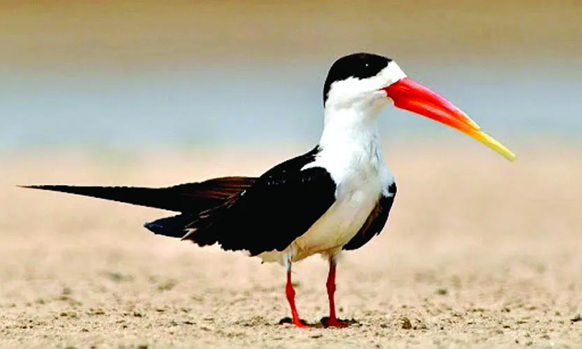 আজব ঠোঁটের পানিকাটা পাখি