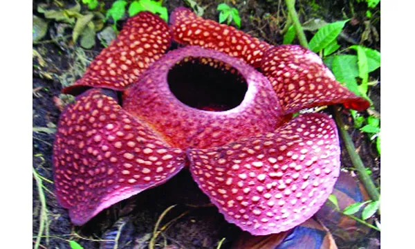 র‌্যাফলেসিয়া আরনল্ডি কী