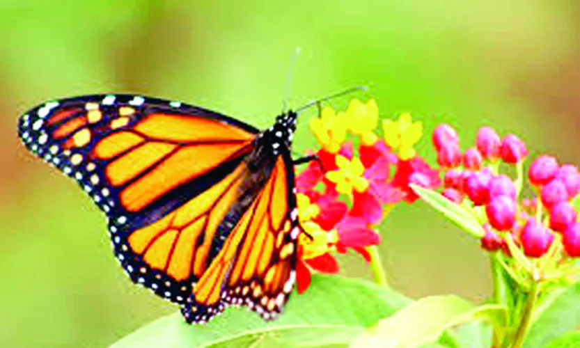 প্রজাপতি
