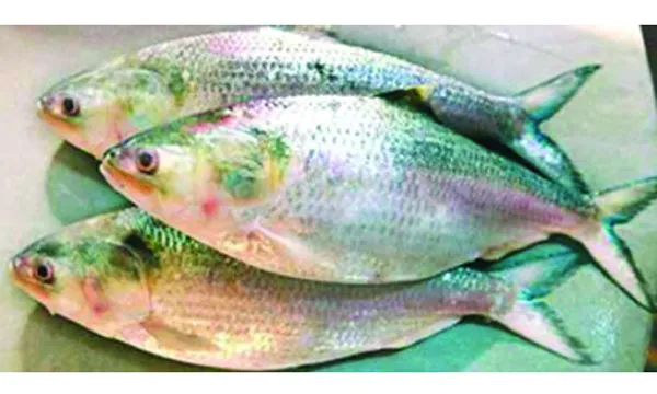 আমাদের জাতীয় মাছ