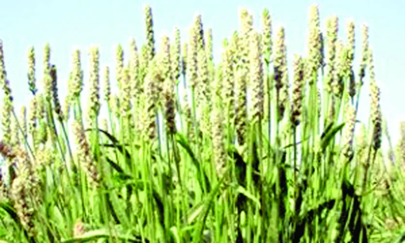 ইসবগুলের ভুসি কী