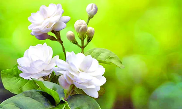 ক্ষুদ্র পুষ্পরানী
