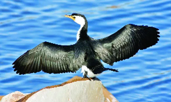 কোমারান্্ট্ পাখি