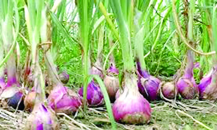 মুড়িকাটা পেঁয়াজ কী