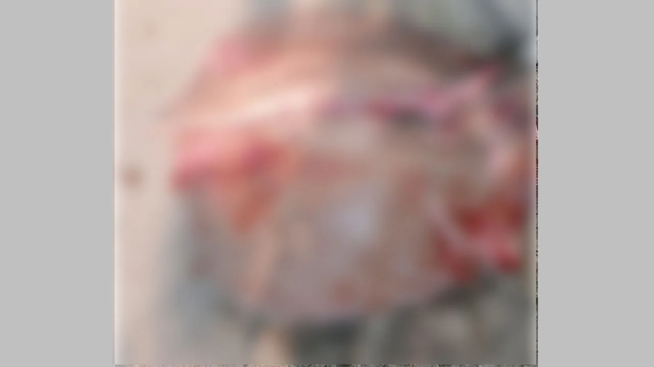 নোয়াখালীতে ১১৩ কেজির শাপলাপাতা মাছ জব্দ