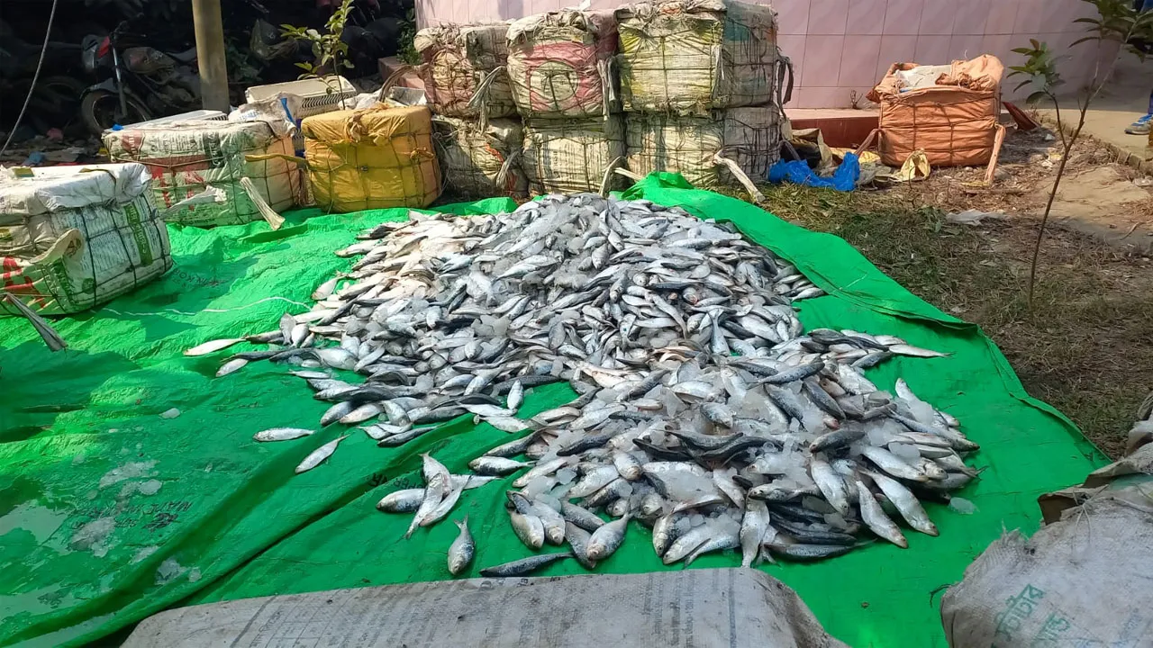 নোয়াখালীতে ২৫০০ কেজি জাটকা জব্দ