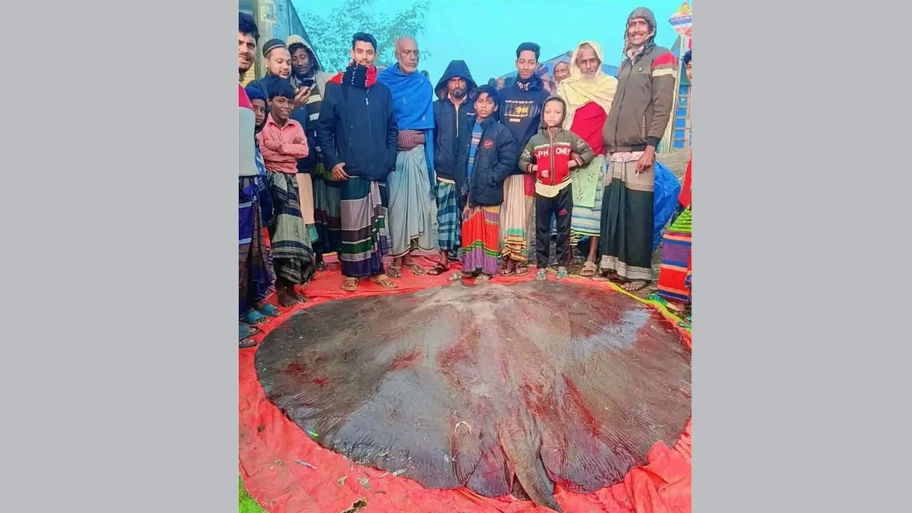 এক লোটাস ফিস ১ লাখ ৩১ হাজারে বিক্রি